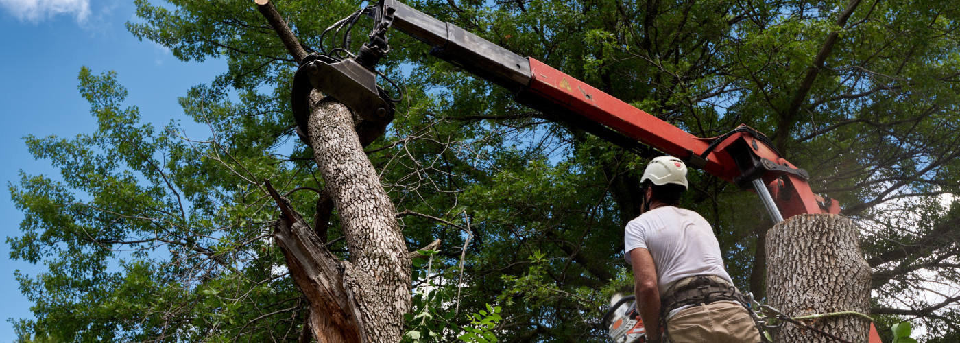 Featured Image for R & G Landscaping and Tree Removal, LLC